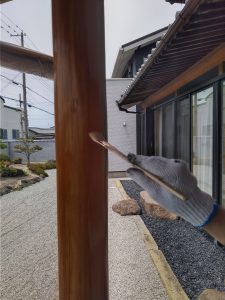 白木美人塗布二回目